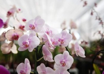 Abrace Campo Bom permite adoção de espaços públicos por empresas privadas 1 Abrace Campo Bom permite adoção de espaços públicos por empresas privadas