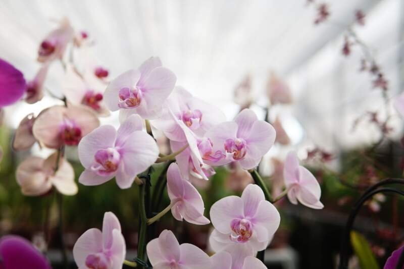 Abrace Campo Bom permite adoção de espaços públicos por empresas privadas