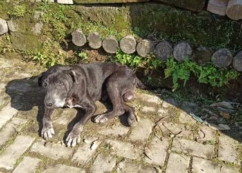 Polícia verifica oito denúncias de maus tratos contra animais 5 Polícia verifica oito denúncias de maus tratos contra animais