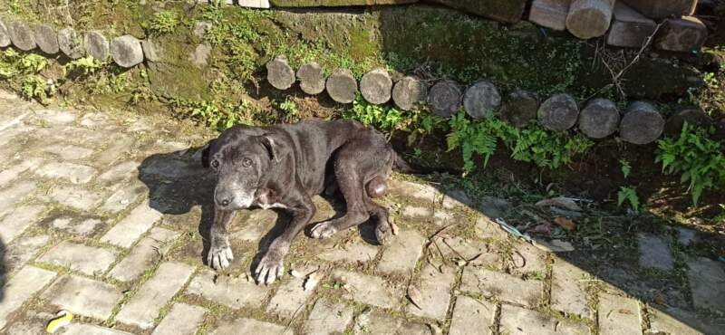 Polícia verifica oito denúncias de maus tratos contra animais