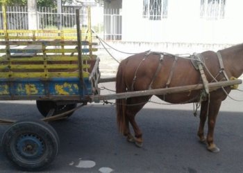 Atualização cadastral para condutores de carroças está disponível no CRAS 7 Atualização cadastral para condutores de carroças está disponível no CRAS