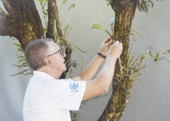 Campo Bom ficará ainda mais florida neste final de semana