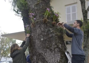 Mais de 6 mil orquídeas foram plantadas pela comunidade campo-bonense 