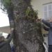 Mais de 6 mil orquídeas foram plantadas pela comunidade campo-bonense  5 Mais de 6 mil orquídeas foram plantadas pela comunidade campo-bonense