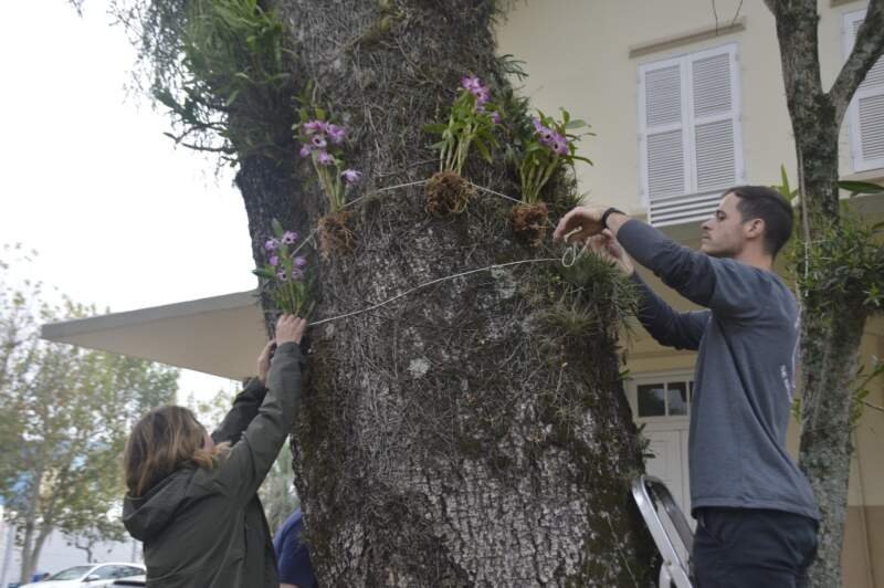Mais de 6 mil orquídeas foram plantadas pela comunidade campo-bonense 1 Mais de 6 mil orquídeas foram plantadas pela comunidade campo-bonense