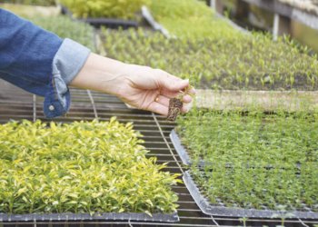 Viveiro Casa Verde: um local com raízes na agricultura familiar