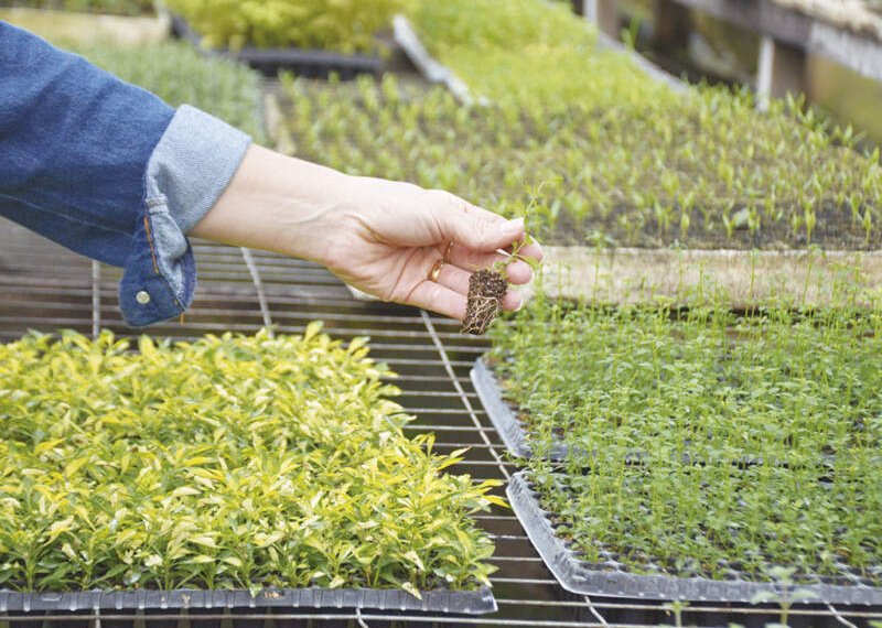 Viveiro Casa Verde: um local com raízes na agricultura familiar 1 Viveiro Casa Verde: um local com raízes na agricultura familiar