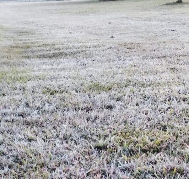 Onda de frio marca mês de agosto com número recorde de geadas 