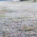 Onda de frio marca mês de agosto com número recorde de geadas 7 Onda de frio marca mês de agosto com número recorde de geadas