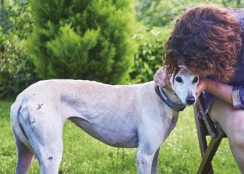 Veja como denunciar casos de maus tratos aos animais