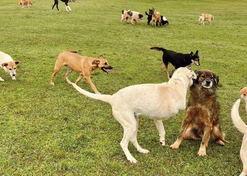 Campo Bom pra Cachorro precisa de ajuda para vacinar cães 1 Campo Bom pra Cachorro precisa de ajuda para vacinar cães