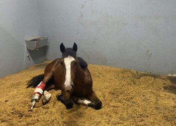 Único hospital veterinário da região é de Campo Bom