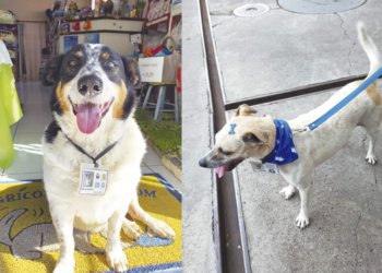 Emílio e Alegria: Cães comunitários são acolhidos pela cidade