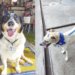 Emílio e Alegria: Cães comunitários são acolhidos pela cidade 5 Emílio e Alegria: Cães comunitários são acolhidos pela cidade