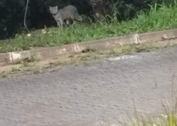 Saiba qual é o animal selvagem visto no Solar do Campo e Santo Antonio 