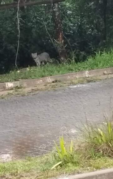 Saiba qual é o animal selvagem visto no Solar do Campo e Santo Antonio 