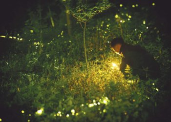 Descubra por que os vaga-lumes estão sumindo