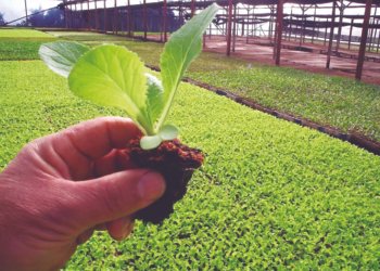 Campo Bom, a terra que cultiva o futuro: líder na produção de mudas de hortaliças no RS