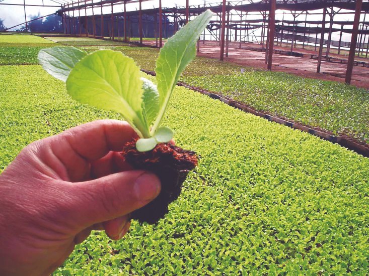 Campo Bom, a terra que cultiva o futuro: líder na produção de mudas de hortaliças no RS 1 Campo Bom, a terra que cultiva o futuro: líder na produção de mudas de hortaliças no RS