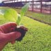 Campo Bom, a terra que cultiva o futuro: líder na produção de mudas de hortaliças no RS