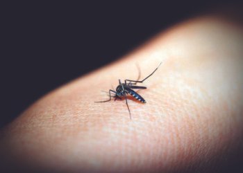 ALERTA: Campo Bom já registrou 13 casos de dengue em 2024