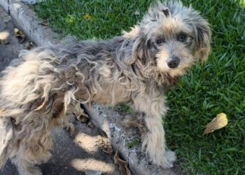 Guarda Municipal prende homem em flagrante por maus-tratos a animal