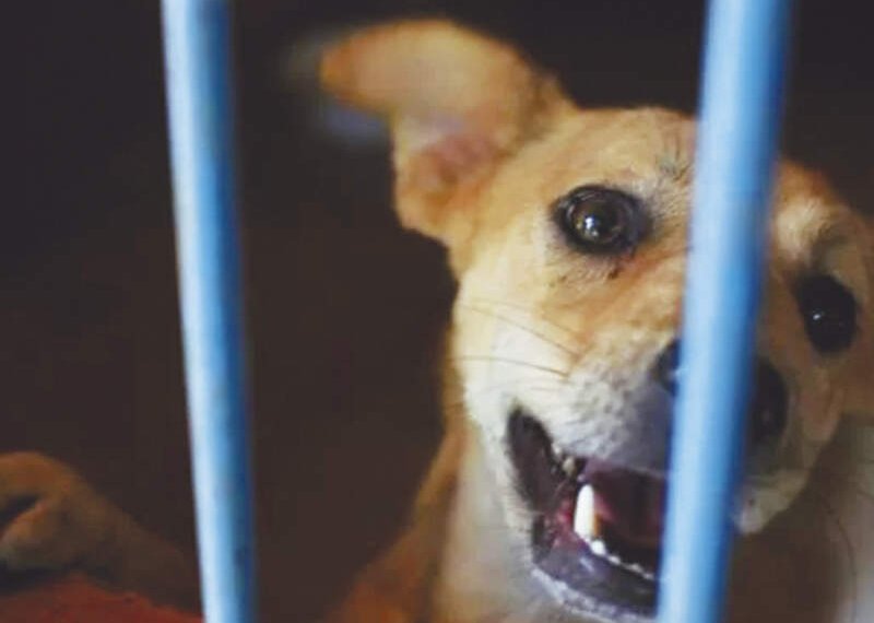 CEMPRA: transformando vidas e reduzindo o abandono animal em Campo Bom 1 CEMPRA: transformando vidas e reduzindo o abandono animal em Campo Bom