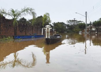 Os desafios de proteger os animais da enchente em Campo Bom