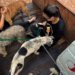 Campo Bom Pra Cachorro resgata diversos animais na enchente 5 Campo Bom Pra Cachorro resgata diversos animais na enchente