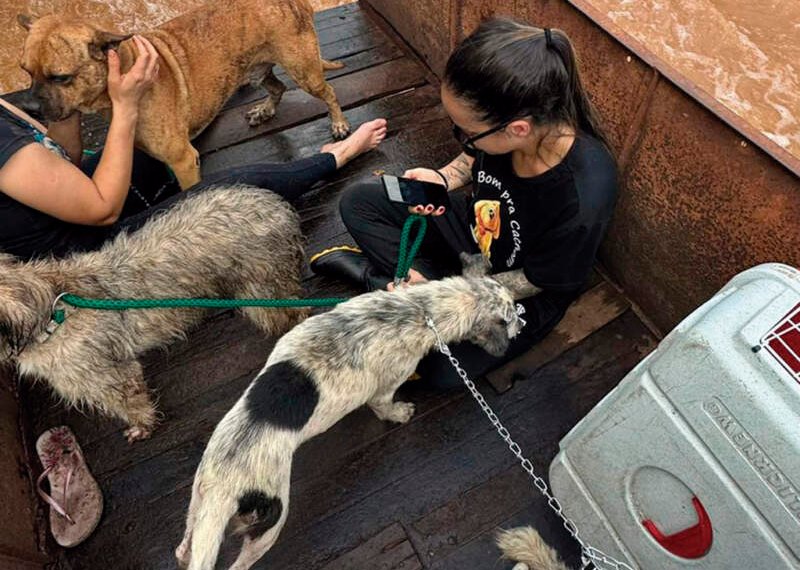 Campo Bom Pra Cachorro resgata diversos animais na enchente 1 Campo Bom Pra Cachorro resgata diversos animais na enchente