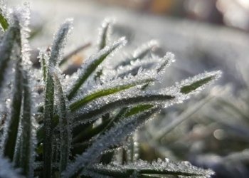 Geada e temperatura negativa: Campo Bom terá clima de frio extremo neste final de semana