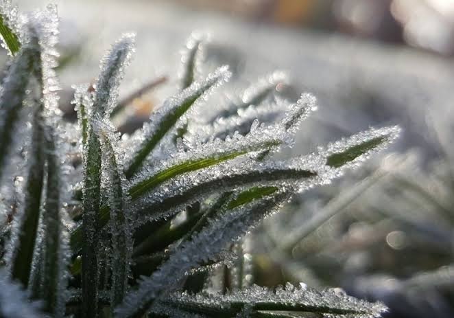Geada e temperatura negativa: Campo Bom terá clima de frio extremo neste final de semana 1 Geada e temperatura negativa: Campo Bom terá clima de frio extremo neste final de semana