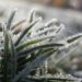Geada e temperatura negativa: Campo Bom terá clima de frio extremo neste final de semana 7 Geada e temperatura negativa: Campo Bom terá clima de frio extremo neste final de semana