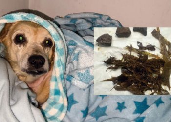 Conheça a história da cachorrinha que comeu pedras para não morrer de fome