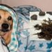Conheça a história da cachorrinha que comeu pedras para não morrer de fome 5 Conheça a história da cachorrinha que comeu pedras para não morrer de fome
