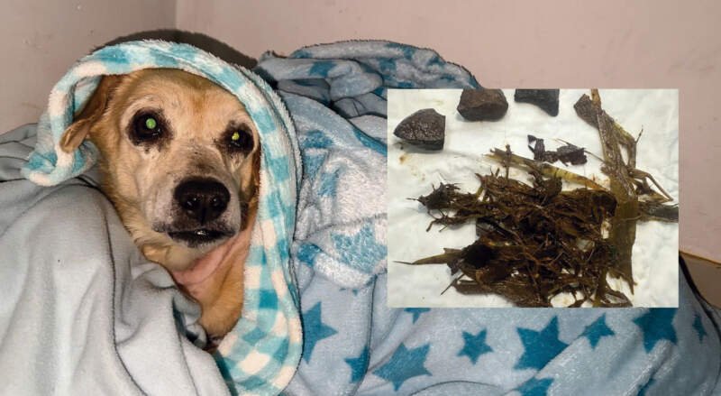 Conheça a história da cachorrinha que comeu pedras para não morrer de fome 1 Conheça a história da cachorrinha que comeu pedras para não morrer de fome