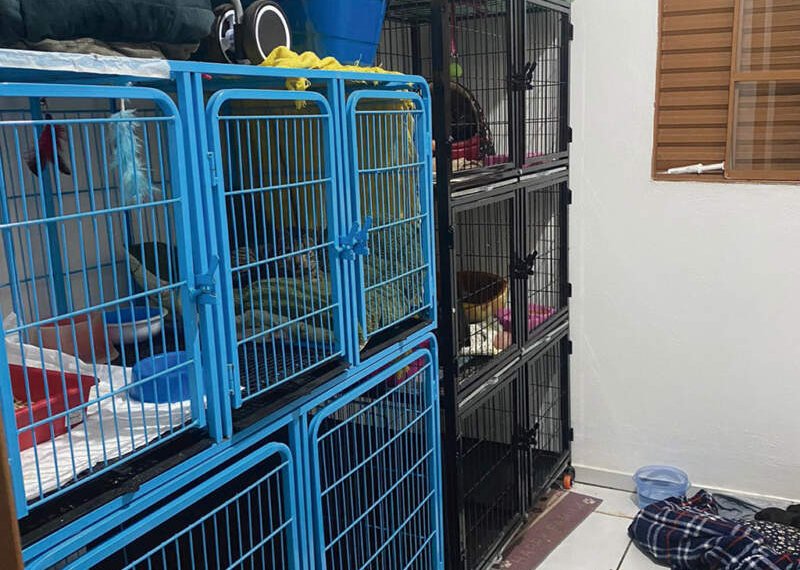 Nova casa alugada pela ONG Campo Bom pra Cachorro oferece abrigo e segurança para animais após enchentes 1 Nova casa alugada pela ONG Campo Bom pra Cachorro oferece abrigo e segurança para animais após enchentes