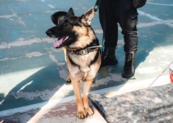 Guarda Municipal de Campo Bom realiza curso de condutor de cães de polícia