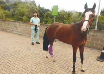 Potro tratado pelo Hospital Veterinário Feevale está pronto para adoção 4 Potro tratado pelo Hospital Veterinário Feevale está pronto para adoção