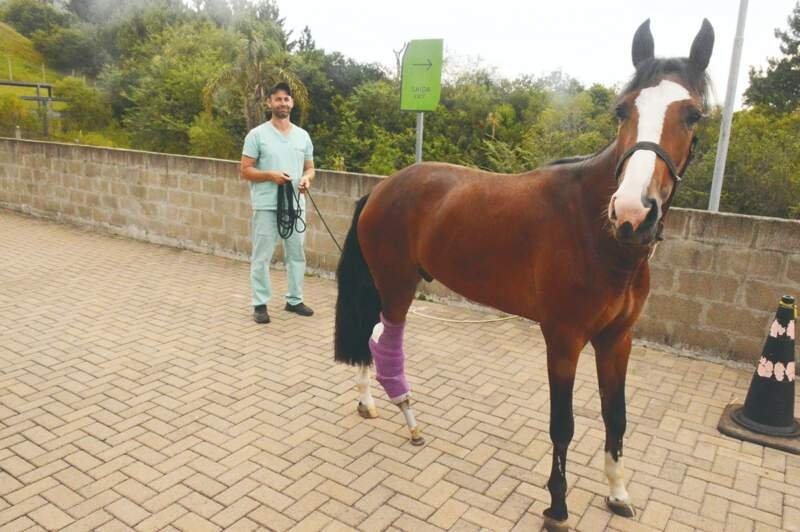 Potro tratado pelo Hospital Veterinário Feevale está pronto para adoção