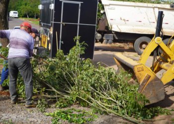 Prefeitura alerta para prazos da coleta de podas e reforça penalidade para descarte irregular 9 Prefeitura alerta para prazos da coleta de podas e reforça penalidade para descarte irregular