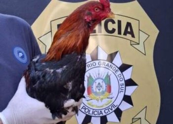 Polícia Civil desarticula rinha de galos no bairro Rio Branco