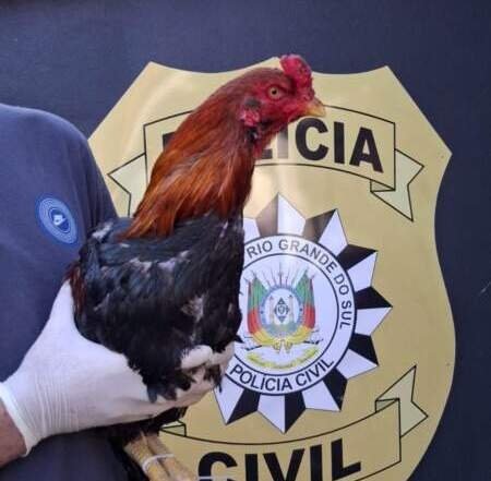 Polícia Civil desarticula rinha de galos no bairro Rio Branco 1 Polícia Civil desarticula rinha de galos no bairro Rio Branco