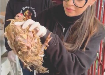 Polícia Civil e vereadora Kayanne Braga (PDT), resgatam animais em situação de maus-tratos