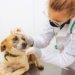 Mutirão veterinário, vacinação pet e ações ambientais movimentam o Largo Irmãos Vetter neste sábado