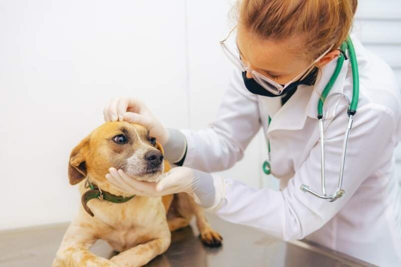 Mutirão veterinário, vacinação pet e ações ambientais movimentam o Largo Irmãos Vetter neste sábado