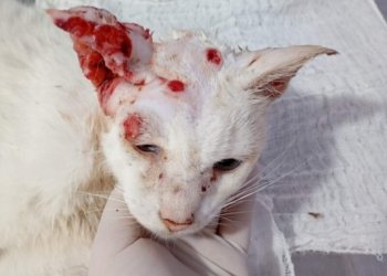 Casos de esporotricose em gatos de rua é tema de requerimento nesta segunda 7 Casos de esporotricose em gatos de rua é tema de requerimento nesta segunda
