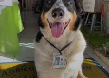 Campo Bom se despede do querido AUmigo Emílio Augusto, o cão comunitário