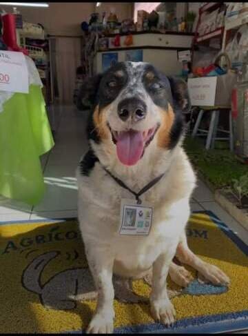 Campo Bom se despede do querido AUmigo Emílio Augusto, o cão comunitário 1 Campo Bom se despede do querido AUmigo Emílio Augusto, o cão comunitário