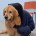 Cãoterapia leva afeto e cuidado ao CAPS de Campo Bom 6 Cãoterapia leva afeto e cuidado ao CAPS de Campo Bom